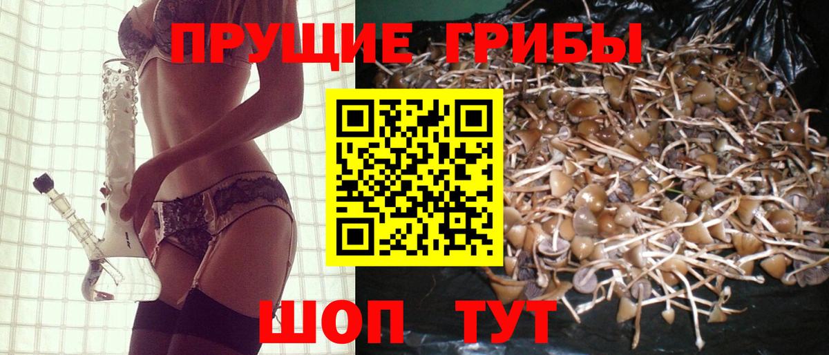 Псилоцибиновые грибы Psilocybine cubensis Белгород
